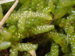 Acrocladium chlamydophyllum