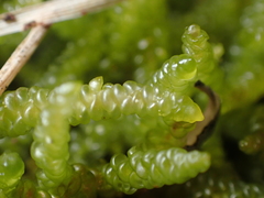 Acrocladium chlamydophyllum