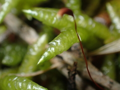Acrocladium chlamydophyllum
