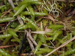 Acrocladium chlamydophyllum