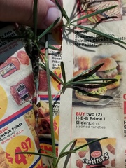 Pediomelum linearifolium