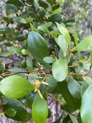 Persoonia stradbrokensis