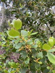 Persoonia stradbrokensis