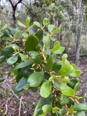 Persoonia stradbrokensis