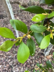 Persoonia stradbrokensis