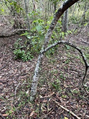 Persoonia stradbrokensis