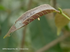 Euploea tulliolus ledereri