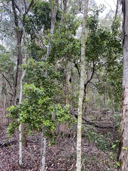 Persoonia stradbrokensis