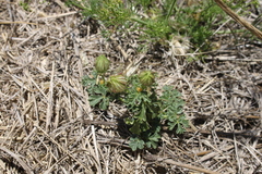 Hibiscus tridactylites