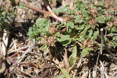 Boerhavia dominii