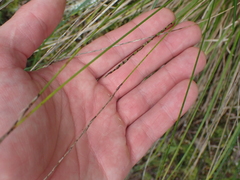 Carex cyanea