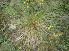 Carex cyanea