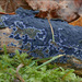 藍色麗殼菌 - Photo (c) Amadej Trnkoczy，保留部份權利CC BY-NC-SA