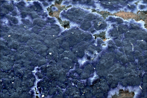 Cobalt Crust