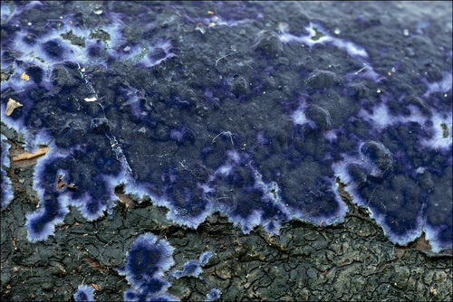 Cobalt Crust