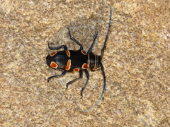 Zographus oculator