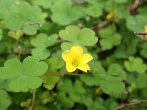 Oxalis exilis