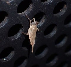 Systolederus cinereus
