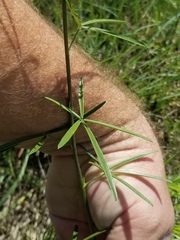 Pediomelum linearifolium