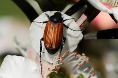 Phyllotocus rufipennis