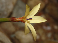 Dianthus caespitosus