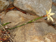 Dianthus caespitosus