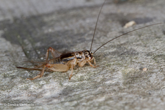 Modicogryllus