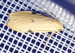 Archithosia costimacula