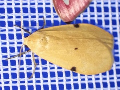 Archithosia costimacula