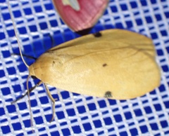 Archithosia costimacula