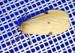 Archithosia costimacula