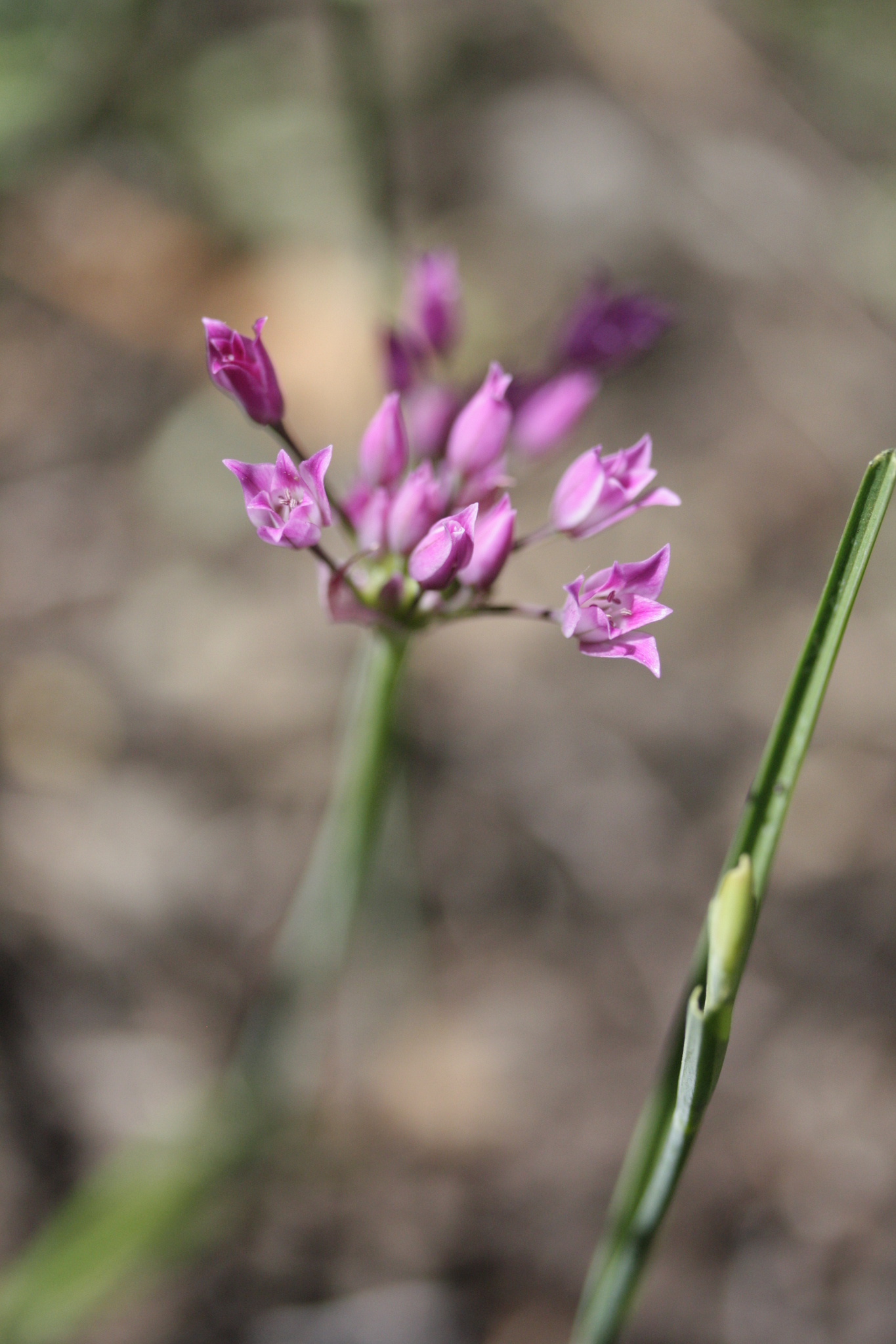 Allium peninsulare var. peninsulare