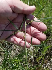 Pediomelum linearifolium