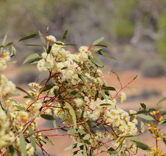 Eucalyptus socialis socialis