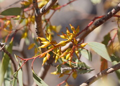 Eucalyptus socialis socialis