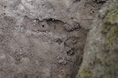 Speculitermes macrodentatus