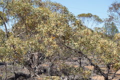 Eucalyptus socialis socialis
