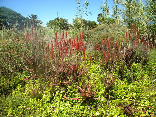 Aloe cameronii, photograph 4
