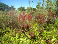 Aloe cameronii, photograph author not stated, no rights reserved