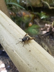 Scaptia adrel