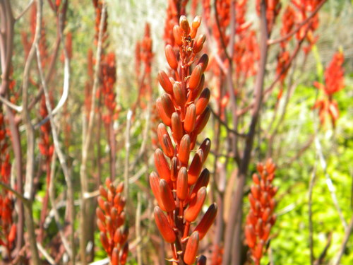 Aloe cameronii, photograph 6