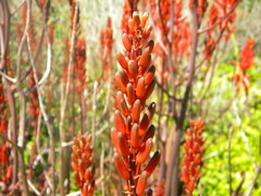 Aloe cameronii, photograph author not stated, no rights reserved