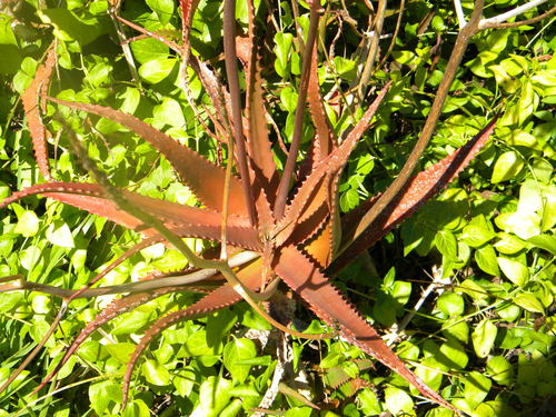 Aloe cameronii, photograph 5