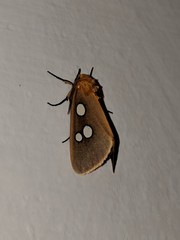 Rhanidophora cinctigutta