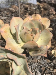 Aeonium valverdense