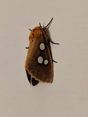 Rhanidophora cinctigutta