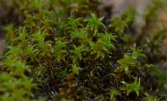 Syntrichia ruralis