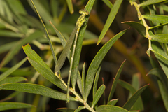 Caliagrion billinghursti