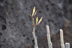 Ceropegia dichotoma dichotoma