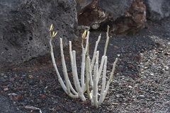 Ceropegia dichotoma dichotoma